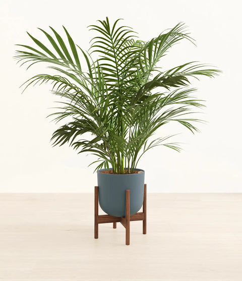 Areca Palm XL