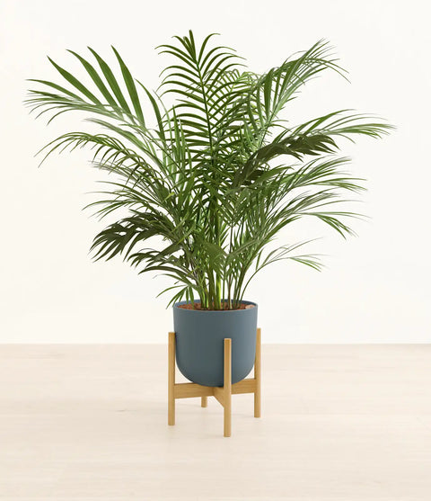 Areca Palm XL