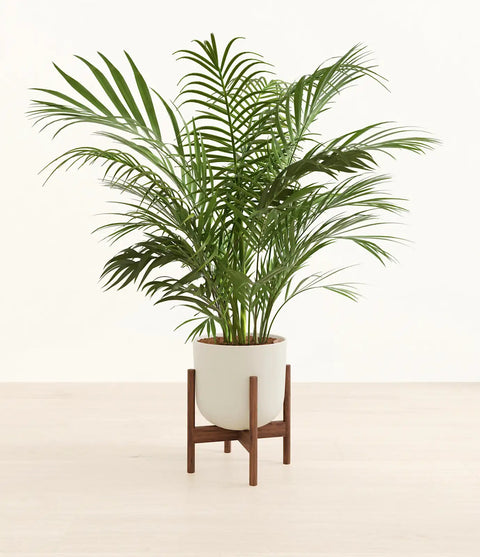 Areca Palm XL