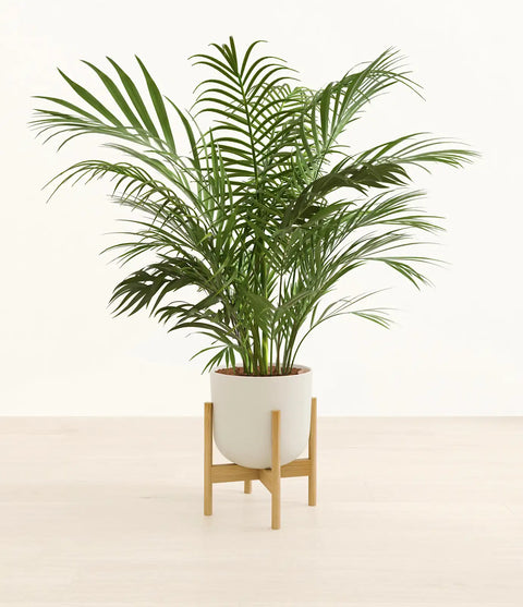 Areca Palm XL