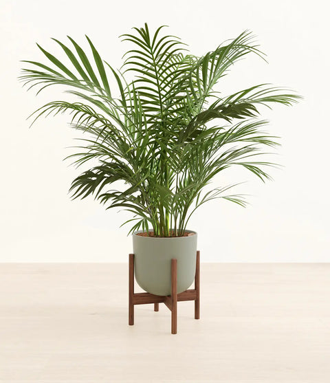 Areca Palm XL