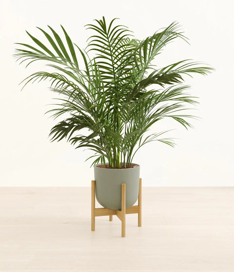 Areca Palm XL