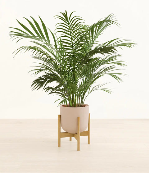 Areca Palm XL