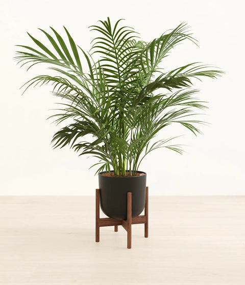 Areca Palm XL