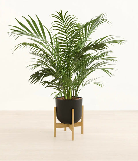Areca Palm XL