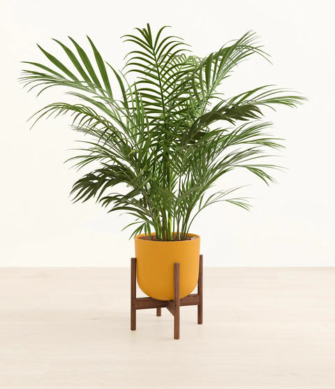 Areca Palm XL
