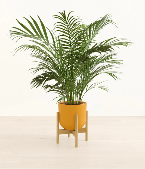 Areca Palm XL