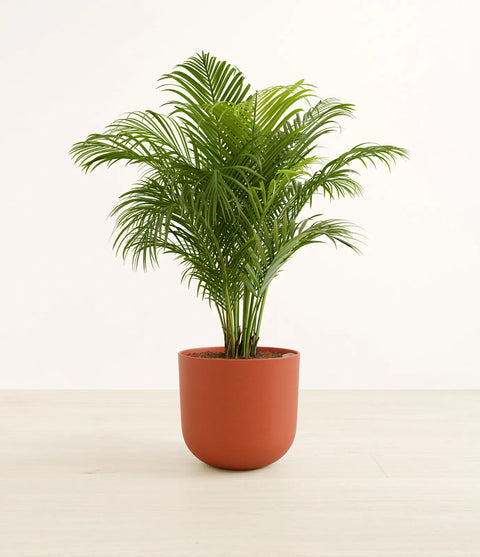 Areca Palm