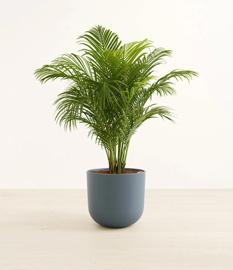 Areca Palm