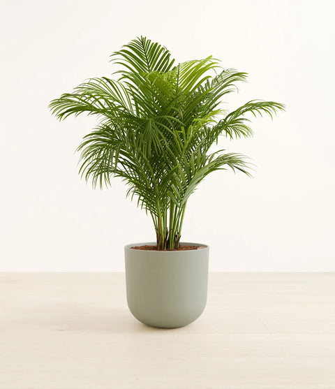 Areca Palm
