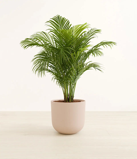 Areca Palm