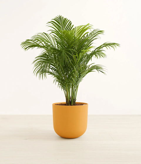 Areca Palm