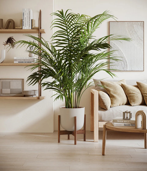 Areca Palm XL