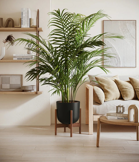 Areca Palm XL