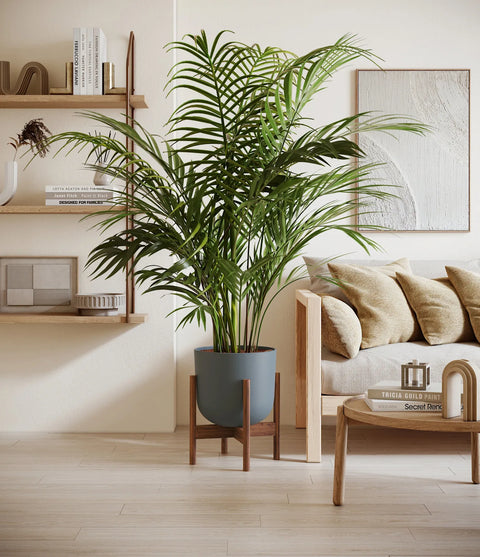 Areca Palm XL