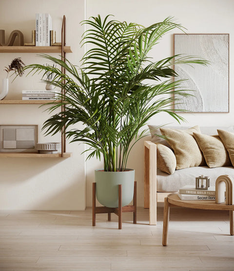 Areca Palm XL