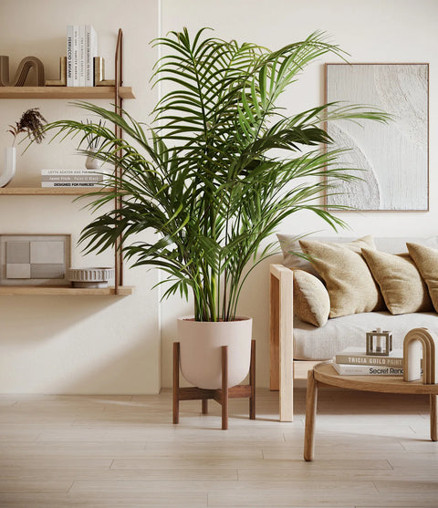 Areca Palm XL