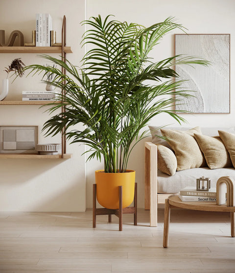 Areca Palm XL