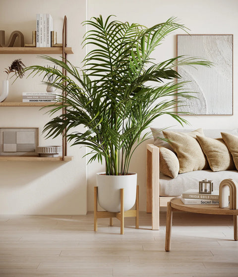 Areca Palm XL