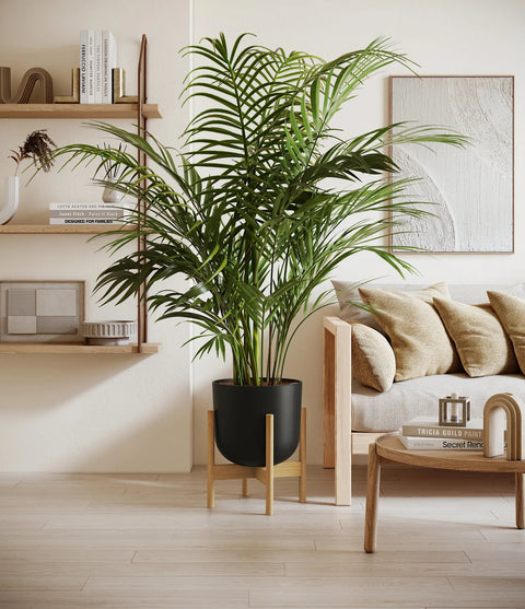 Areca Palm XL