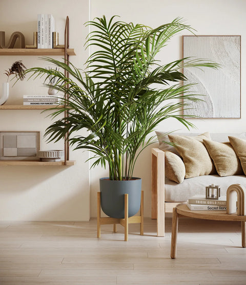 Areca Palm XL