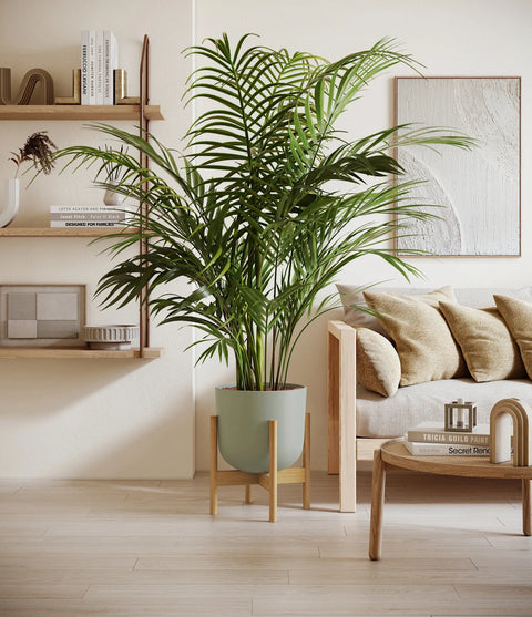 Areca Palm XL