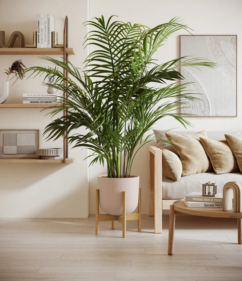 Areca Palm XL
