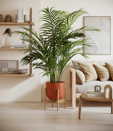 Areca Palm XL