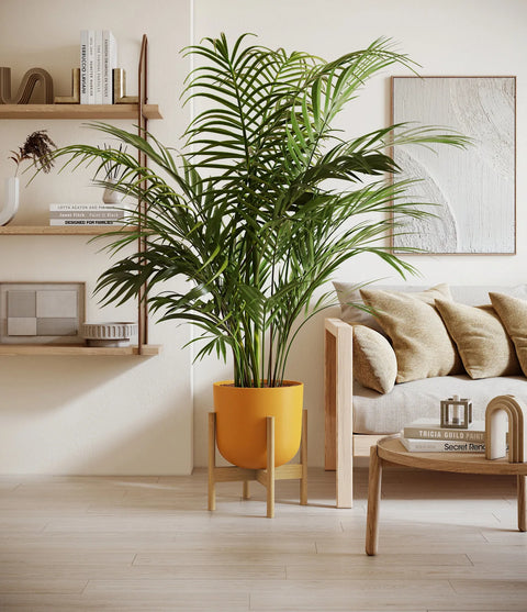 Areca Palm XL