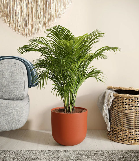 Areca Palm