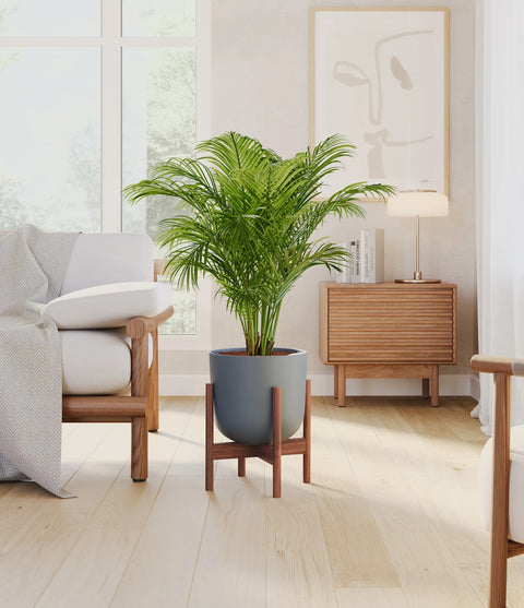 Areca Palm