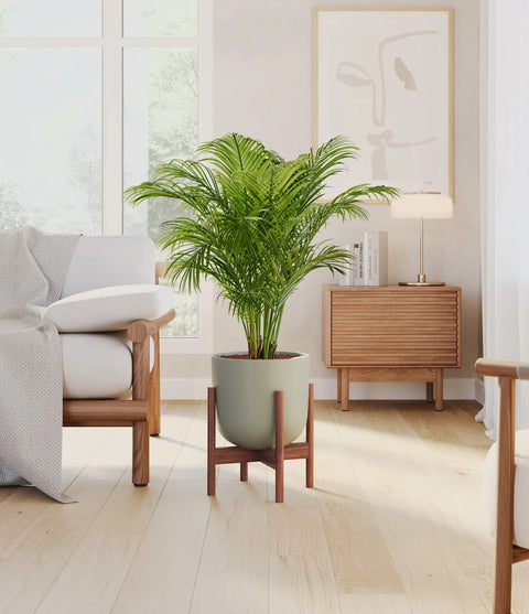Areca Palm