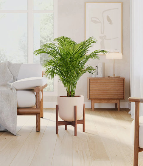 Areca Palm