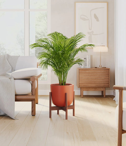 Areca Palm