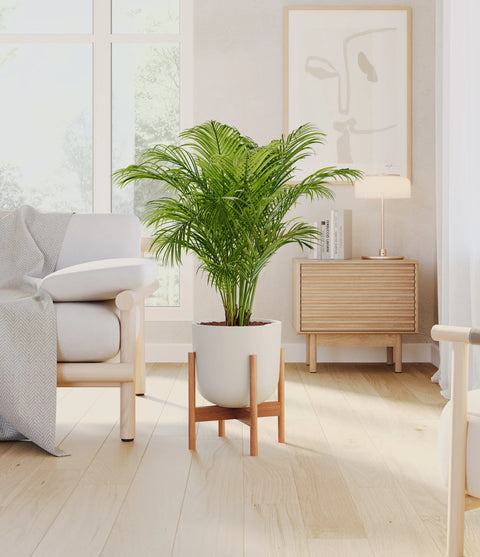 Areca Palm