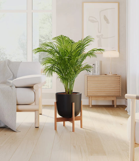Areca Palm