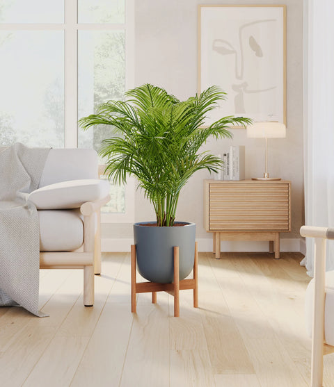 Areca Palm