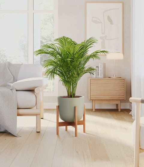 Areca Palm