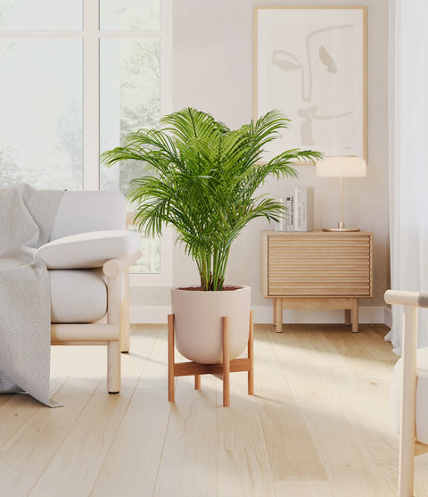Areca Palm
