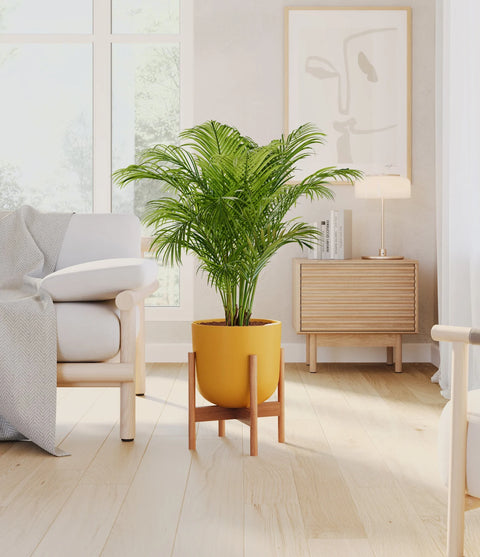 Areca Palm