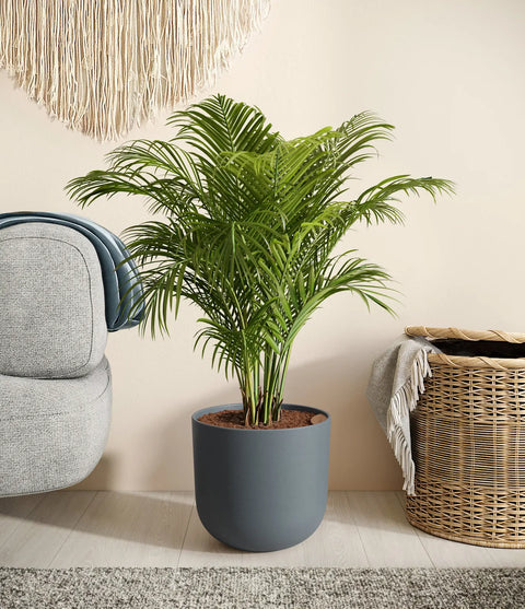 Areca Palm
