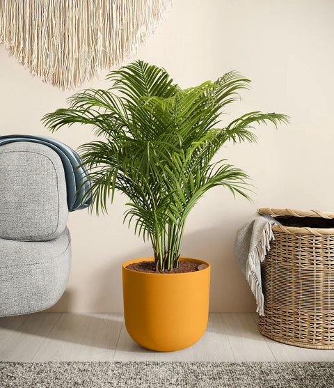 Areca Palm