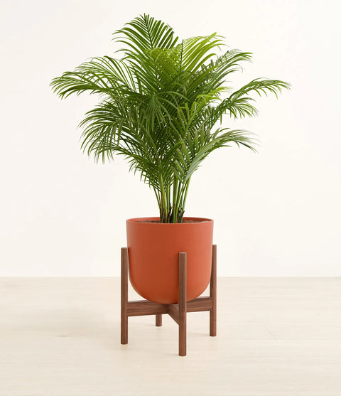 Areca Palm