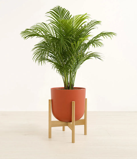 Areca Palm