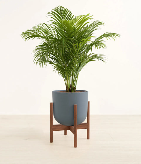 Areca Palm