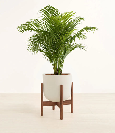 Areca Palm