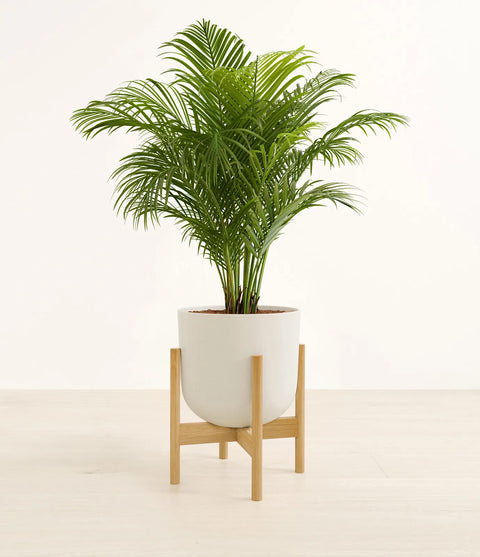 Areca Palm