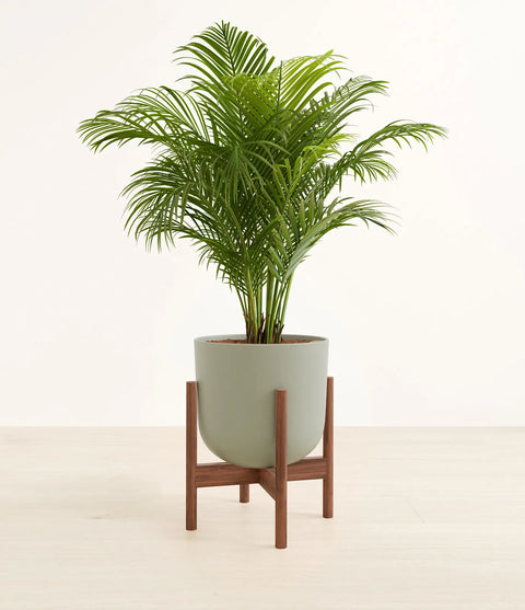 Areca Palm