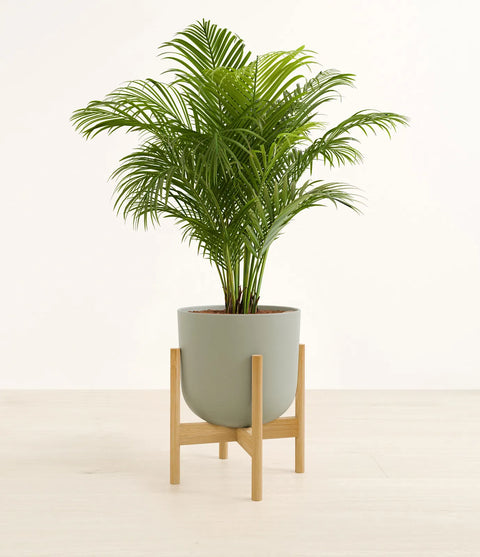 Areca Palm