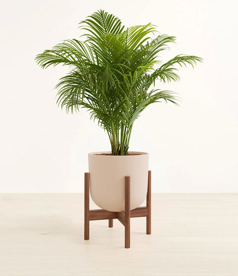 Areca Palm